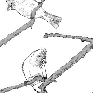 Bird 03_ Bulbul