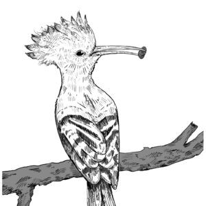 Bird 02_ African Hoopoe