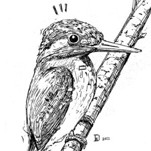 Bird 01_ Kingfisher