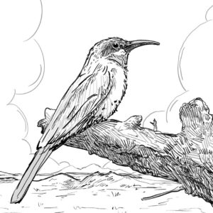 Rooikeelbyvreeter - White-fronted Bee-eater