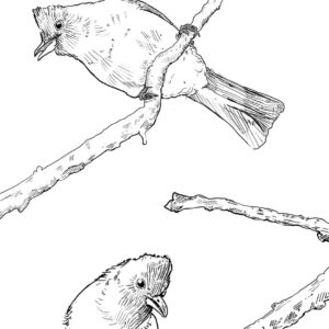 Swartoogtiptol - Dark-capped Bulbul