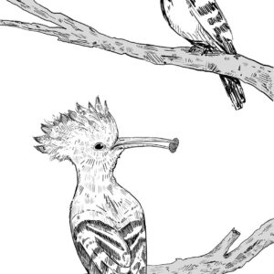 HoepHoep - African Hoopoe