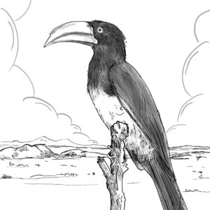 Gekroonde Neushoringvoël - Crowned Hornbill