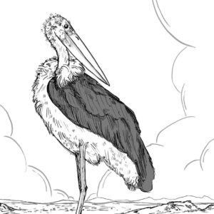 Maraboe - Marabou Stork
