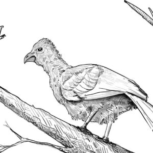 Bloukuifloerie (Purple-crested Turaco)